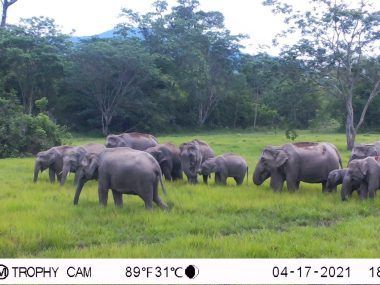 elefantes Tailandia