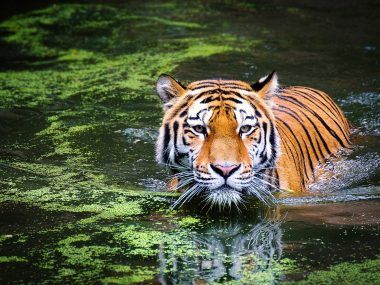 tigre de agua