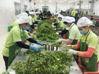Vietnam agrícola
