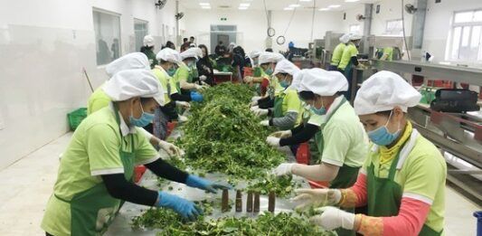 Vietnam agrícola