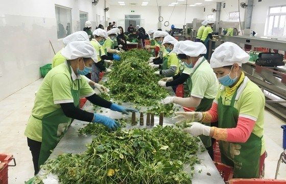 Vietnam agrícola