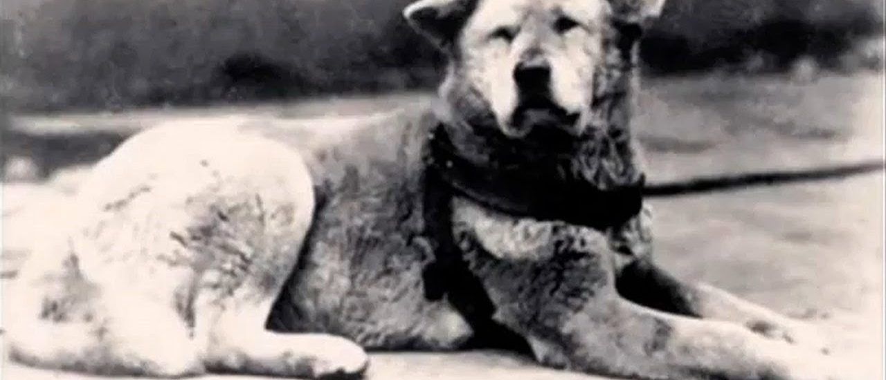 Hachiko