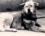 Hachiko