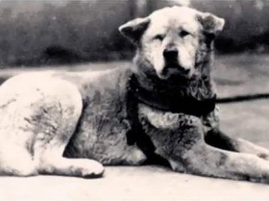 Hachiko