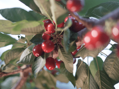 China Fruta