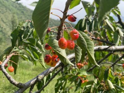 Cachemira
