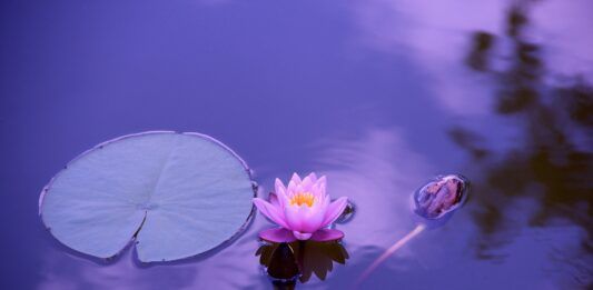 ZEN