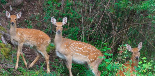 China Fauna