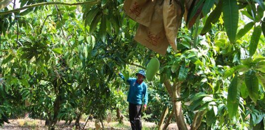 Vietnam Mango Corea