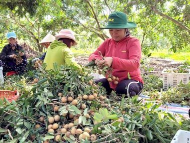 Longan