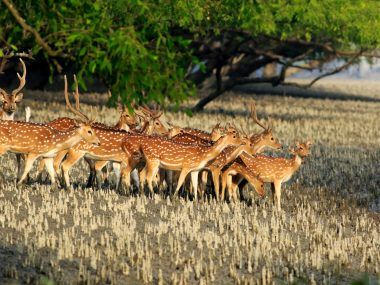Bangladesh