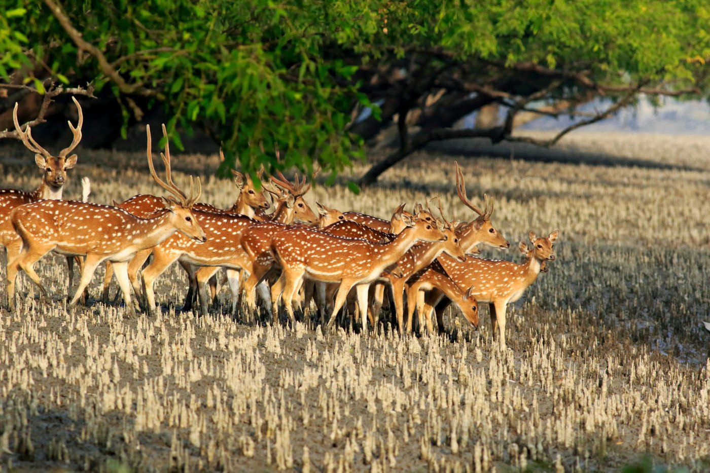 Bangladesh