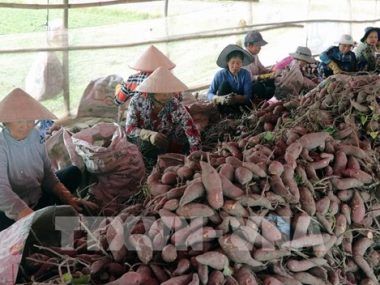 BATATAS VIETNAM