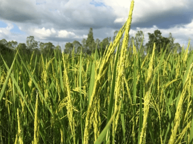 cosecha de arroz