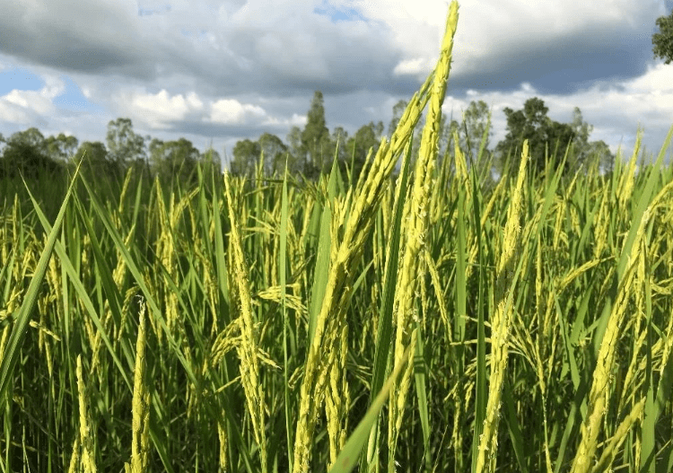 cosecha de arroz