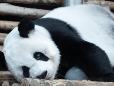 zoo de Chiang Mai