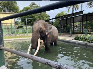 TAILANDIA ELEFANTE