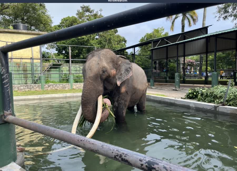 TAILANDIA ELEFANTE