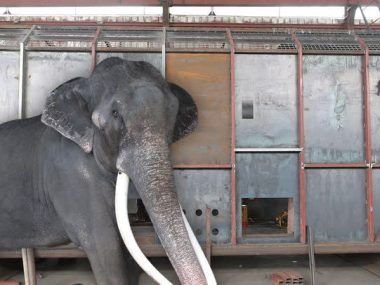 ELEFANTE SRI LANKA