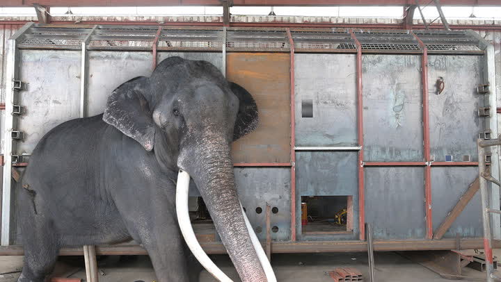 ELEFANTE SRI LANKA