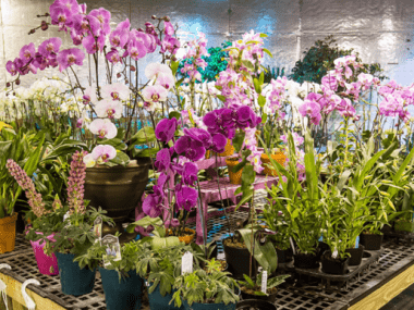 FLORICULTORES HANOI