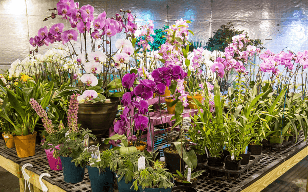 FLORICULTORES HANOI