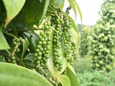 Vietnam Pimienta