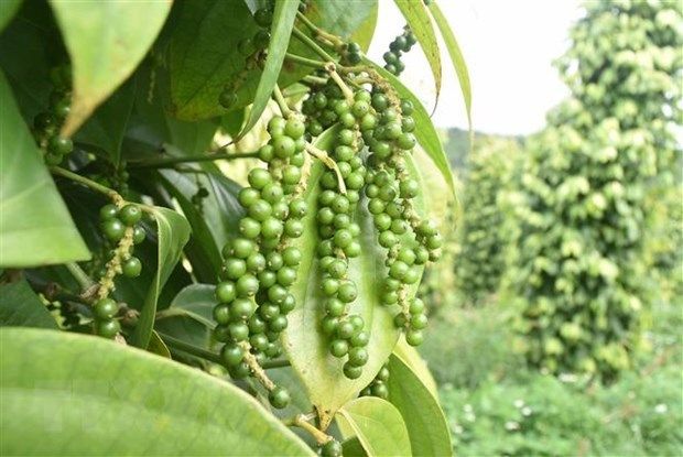 Vietnam Pimienta