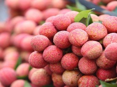 VIETNAM LICHIS