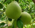 TAILANDIA POMELO
