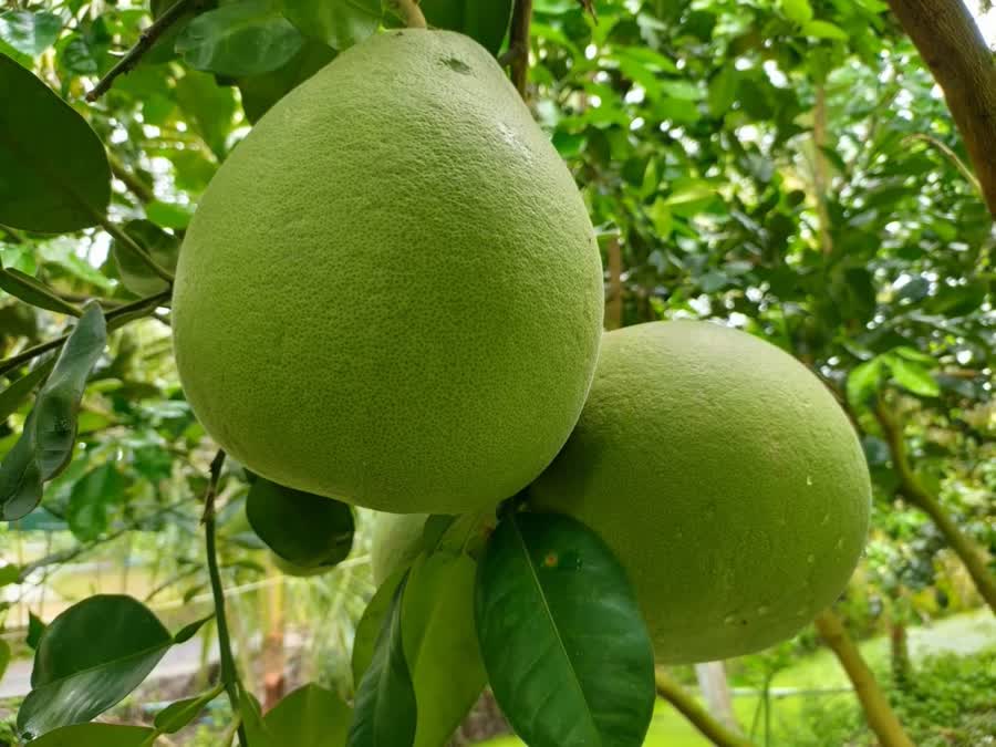 TAILANDIA POMELO