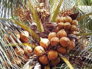 VIETNAM COCO