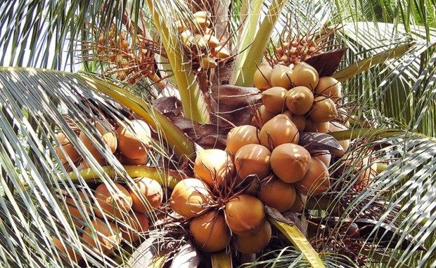 VIETNAM COCO