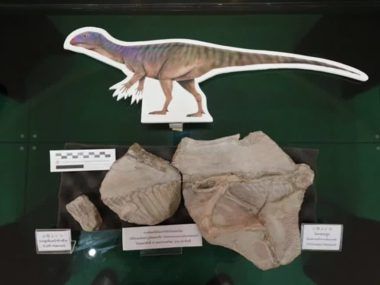 TAILANDIA DINOSAURIO