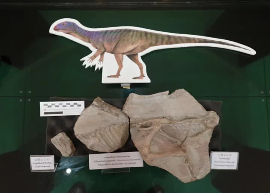 TAILANDIA DINOSAURIO