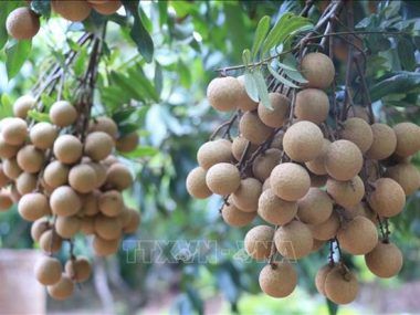 LONGAN