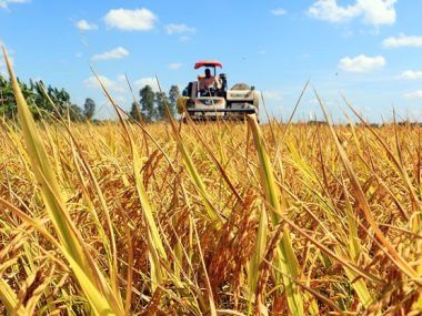 ARROZ VIETNAM
