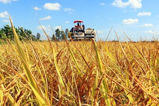 ARROZ VIETNAM