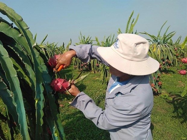 FRUTA DRAGÓN