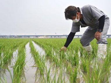 AUTOSUFICIENCIA ALIMENTARIA JAPÓN