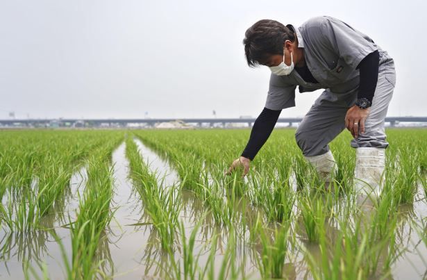AUTOSUFICIENCIA ALIMENTARIA JAPÓN