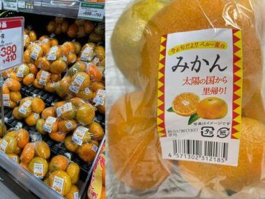 Satsumas industria citrícola