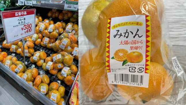 Satsumas industria citrícola