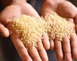 ARROZ INDIA