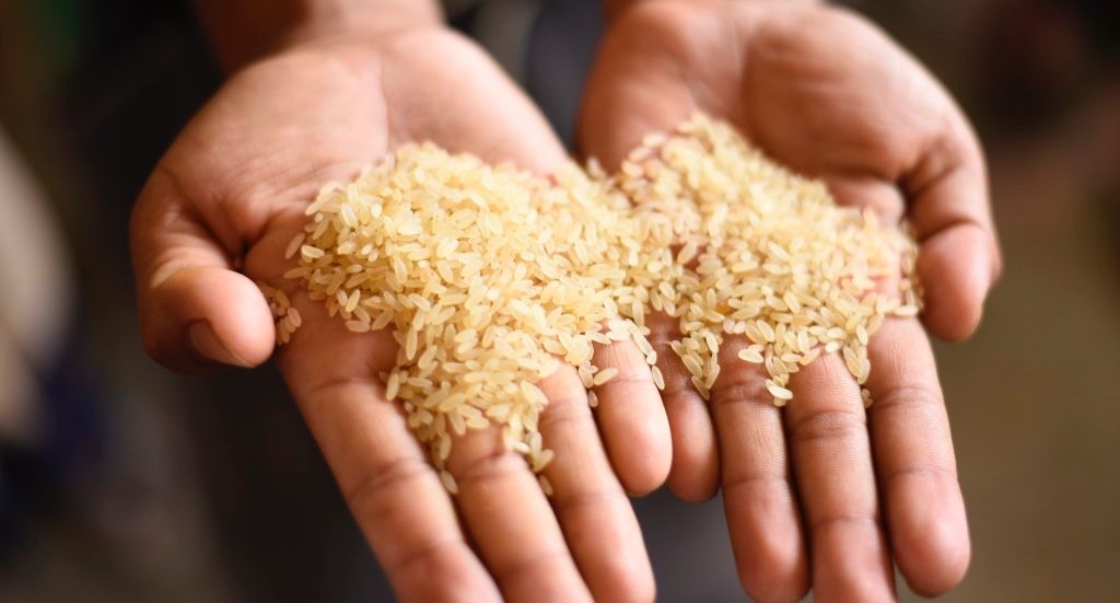 ARROZ INDIA