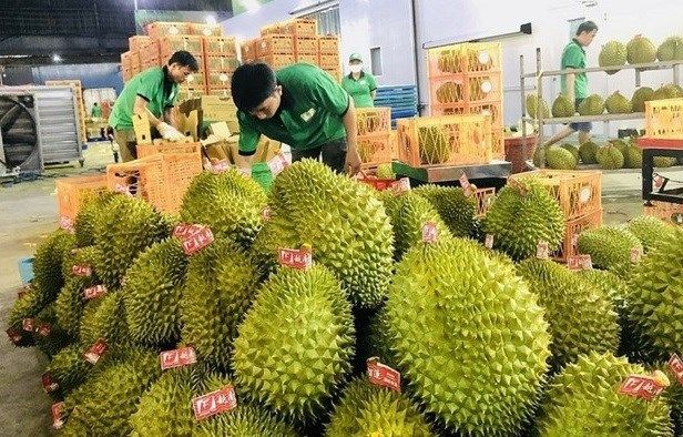 FRUTAS VIETNAMITAS