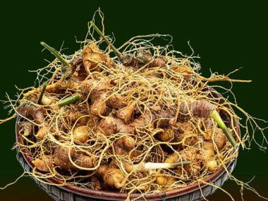VIETNA GINSENG