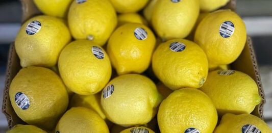 industria limon limón
