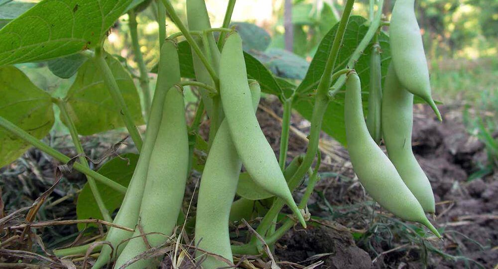 porotos negros Argentina Grupo Ruiz