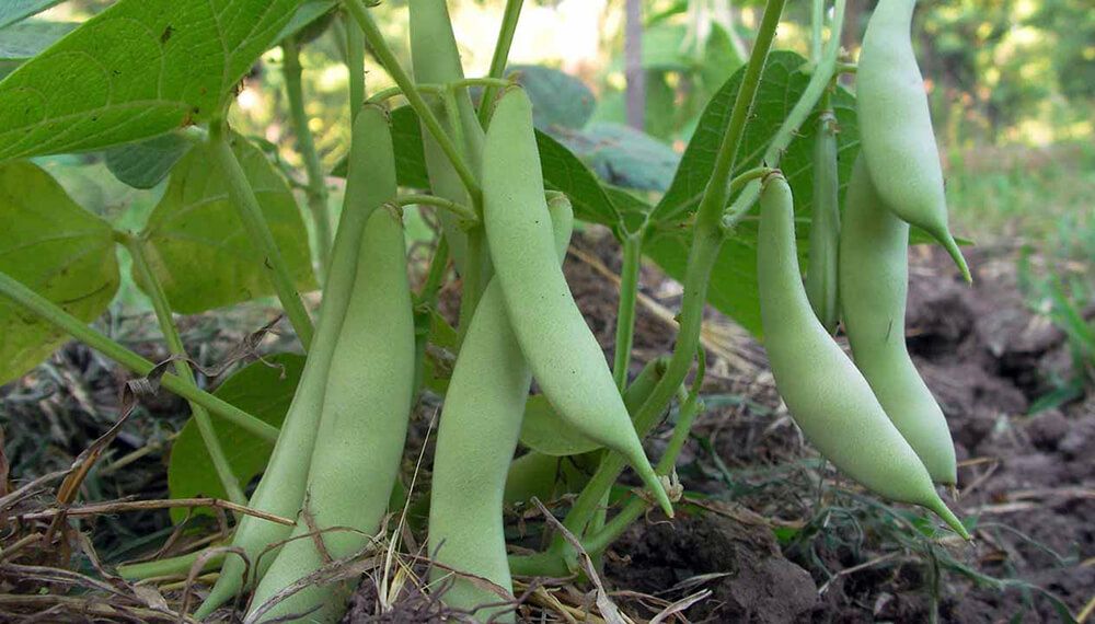 porotos Argentina 